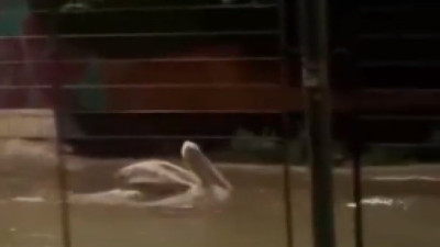 İzmir'de şehir içinde turlayan pelikan