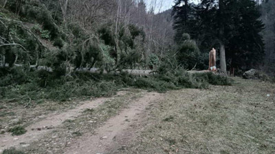 Gümüşhane’de fırtına yüzlerce yıllık ağacı devirdi