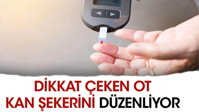 Dikkat çeken ot kan şekerini düzenliyor