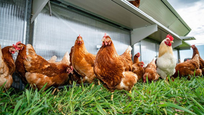 Kuş gribi nedeniyle 72 bin kümes hayvanı itlaf edilecek