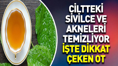 Ciltteki sivilce ve akneleri temizliyor. İşte dikkat çeken ot