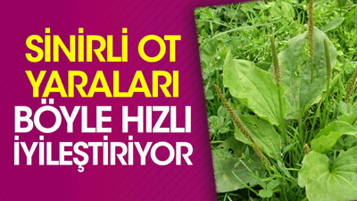 Sinirli ot yaraları böyle hızlı iyileştiriyor