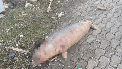 Telef olmuş Akdeniz foku kıyıya vurdu