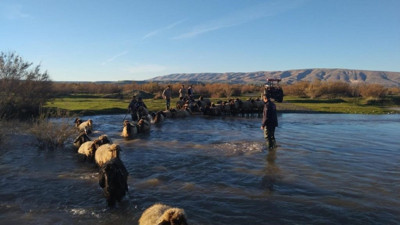 Batman'da mahsur kalan koyun sürüsü kurtarıldı