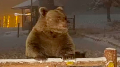 Uludağ'da bir türlü kış uykusuna yatamayan ayıya yapılan üzücü edit...