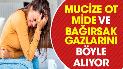 Mucize ot mide ve bağırsak gazlarını böyle alıyor
