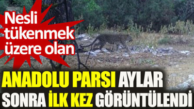 Nesli tükenmek üzere olan Anadolu Parsı aylar sonra ilk kez görüntülendi