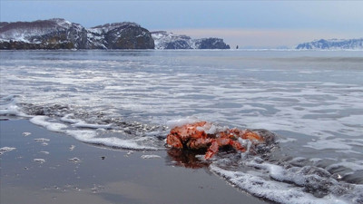 10 milyardan fazla kar yengecinin gizemli yok oluşu