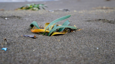 Koruma altındaki kum zambakları kuvvetli rüzgardan zarar gördü