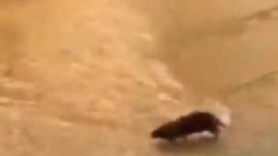 Kapalıçarşı'yı su basınca fareler kaçmaya başladı