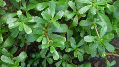 İşte semizotunun inanılmaz yararları