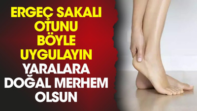 Ergeç sakalı otunu böyle uygulayın yaralara doğal merhem olsun