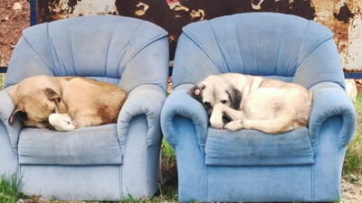 Soğuktan üşüyen sokak köpekleri otobüs durağındaki koltuklara sığındı