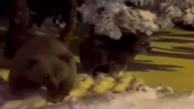 Ayı sesi çıkaran vatandaş, anne ayıyı sinirlendirdi