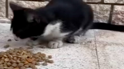 Konuşan kedinin videosunu izlediniz mi? "Hadi bay bay"