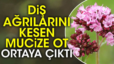 Diş ağrılarını kesen mucize ot ortaya çıktı (01 Aralık 2023)