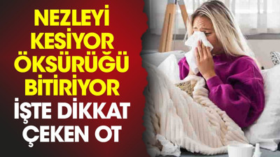 Nezleyi kesiyor. Öksürüğü bitiriyor. İşte dikkat çeken ot