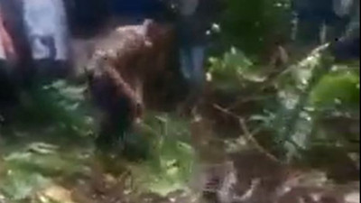 Dev piton kadını canlı canlı yedi