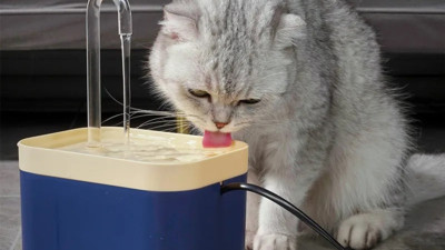 Evinde kedi besleyenlere dikkat. Mama ve su kaplarındaki büyük tehlike ortaya çıktı