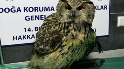 Yaralı bulunan baykuş tedavi altına alındı
