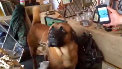 Gurbette memleket hasreti çeken melez kangalın türkü duyunca ayağa kalkıp duygulandığı anlar