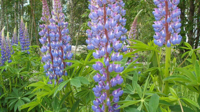 Acı bakla solucanı düşürüyor mu