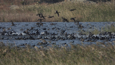 Yok olma noktasına gelen kuş cenneti yağışlı havayla yeniden canlandı