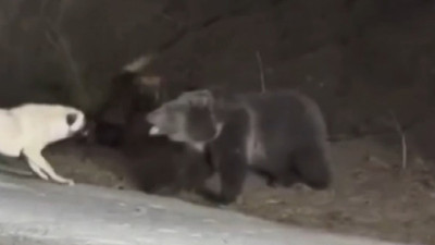 Köpekler ilçe merkezine inen ayıya hayatı dar etti