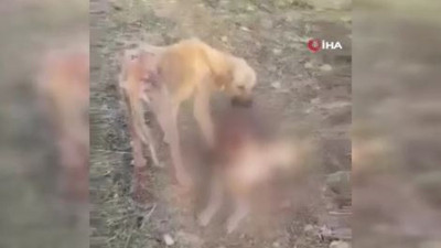 Hayvan barınağında skandal görüntüler. Aç kalan köpekler birbirini yedi