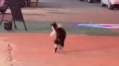 Kar tanelerini yakalamaya çalışan şaşkın kedi...