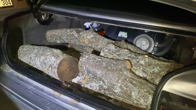 Odun hırsızı kıskıvrak yakalandı