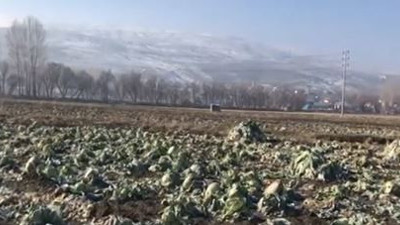Tonlarca ürün tarlada kaldı. Çiftçi çaresiz kara kara düşünüyor