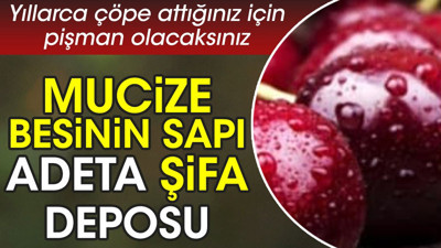 Mucize besinin sapı adeta şifa deposu. Yıllarca çöpe attığınız için pişman olacaksınız