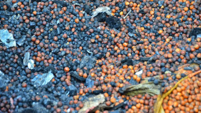 Ordu'daki ev yangınında 500 kilogram fındık zarar gördü