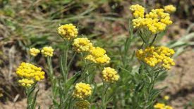 Altın Otu nelere iyi gelir