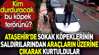 Sokak köpeklerinin saldırılarından araçların üzerine çıkarak kurtuldular. Kim durduracak bu terörü?