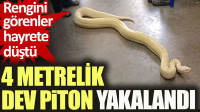 4 metrelik dev piton yakalandı. Rengini görenler hayrete düştü
