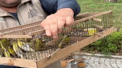 Kaçak avcılara baskın. Yüzlerce saka florya ve iskete kuşuna el konuldu