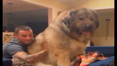 Tek başına bir koltuğu kaplayan devasa köpeği görenler gözlerine inanamadı