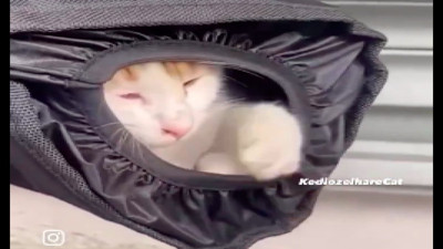 Üşüyen sokak kedisi ısınmak için öyle bir yere girdi ki