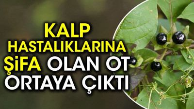 Kalp hastalıklarına şifa olan ot ortaya çıktı