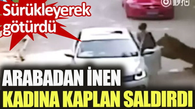 Arabadan inen kadına kaplan saldırdı. Sürükleyerek götürdü