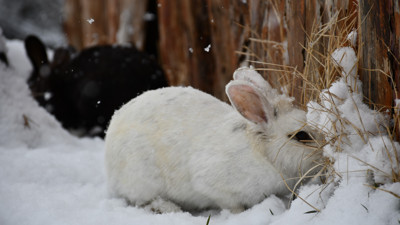 Kar altında beslenen 2 tavşan böyle görüntülendi