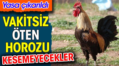 Vakitsiz öten horozu kesemeyecekler. Yasa çıkarıldı