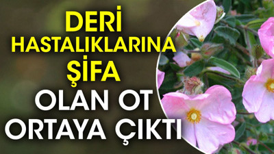 Deri hastalıklarına şifa olan ot ortaya çıktı
