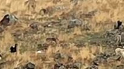 Sokak köpekleri ilkokul çocuğunu ağır yaraladı