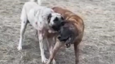 Köpekleri öldüresiye dövüştürüp tezahürat yaptılar