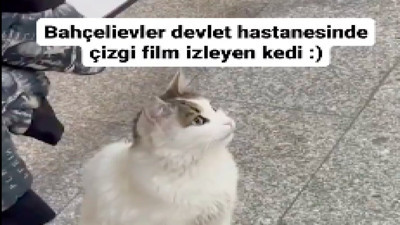 Hastanede çizgi film izleyen kedi güldürdü