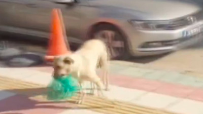 Her gün kendisine verilen mamayı yemeden yavrularına götüren köpek gündem oldu