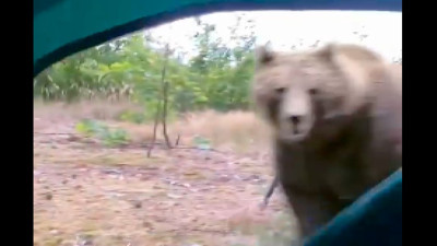 Kamp çadırının fermuarını açtı, ayıyla burun buruna geldi